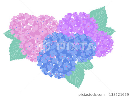 雨季盛開的五彩繡球花圖片素材 雨季盛開的五彩繡球花圖片素材 138521659