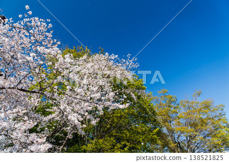翠綠的樹葉、盛開的櫻花和蔚藍的春日天空 翠綠的樹葉、盛開的櫻花和蔚藍的春日天空 138521825