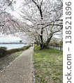 Road where cherry blossom petals fall 138521896