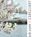 Cherry blossoms blooming at the water's edge 138521897