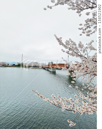 Scenery with cherry blossoms Scenery with cherry blossoms 138521902