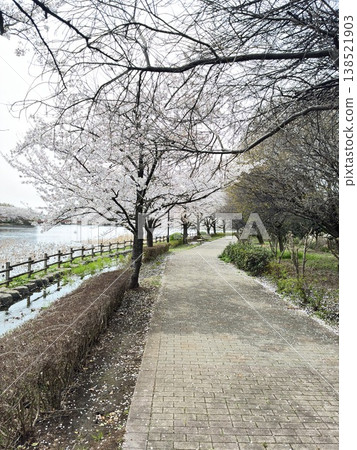 櫻花的風景 櫻花的風景 138521903