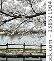 Cherry blossoms in full bloom by the pond 138521904