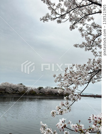 Cherry blossoms and the scenery reflected on the water's surface Cherry blossoms and the scenery reflected on the water's surface 138521905