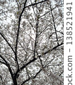 A tree covered in cherry blossoms 138521941
