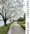 Road with cherry blossoms in full bloom 138521943