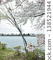 Blooming on the lakeside 138521944