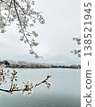 Scenery with cherry blossoms 138521945