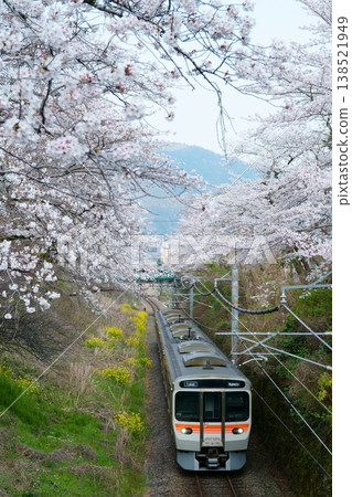 一列315系列車駛過山北町的一排櫻花樹。 138521949