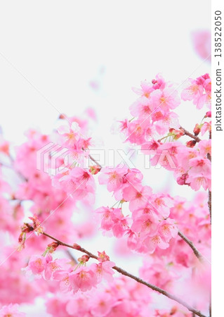 陽光下的粉紅色櫻花[天空背景] 138522050