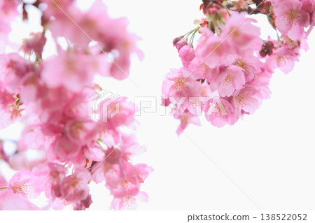 陽光下的粉紅色櫻花[天空背景] 138522052