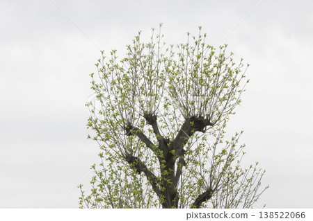 Plane trees in the park that have been severely pruned 138522066