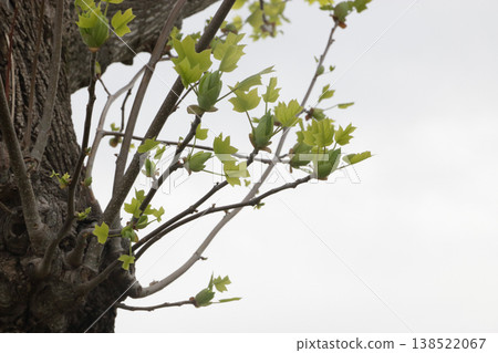 Plane trees in the park that have been severely pruned Plane trees in the park that have been severely pruned 138522067