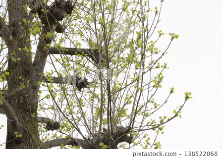 Plane trees in the park that have been severely pruned Plane trees in the park that have been severely pruned 138522068
