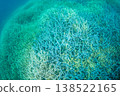 Branching coral, Acropora humilis, Ogasawara Islands 138522165
