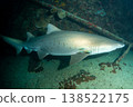 Male sand tiger shark, Ogasawara Islands 138522175