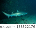 Male sand tiger shark, Ogasawara Islands 138522176