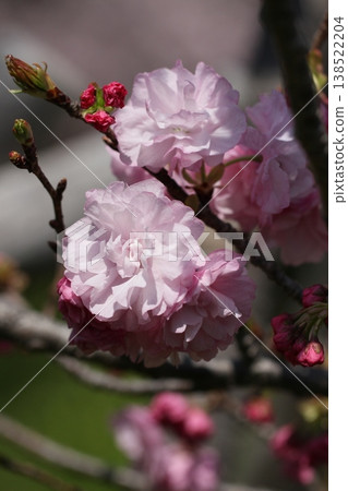 櫻花,櫻花,王昭君-春景 櫻花,櫻花,王昭君-春景 138522204