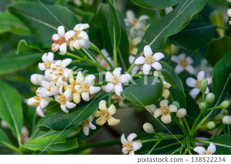 Iju's flower Iju's flower 138522234