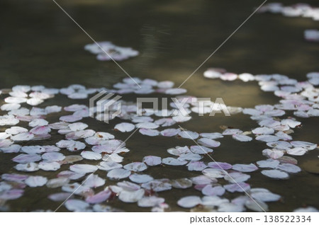 Cherry blossoms floating in water Cherry blossoms floating in water 138522334