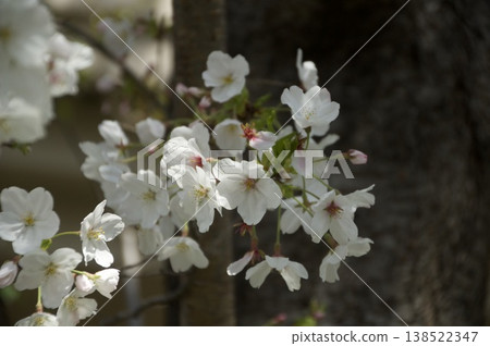 櫻花 138522347