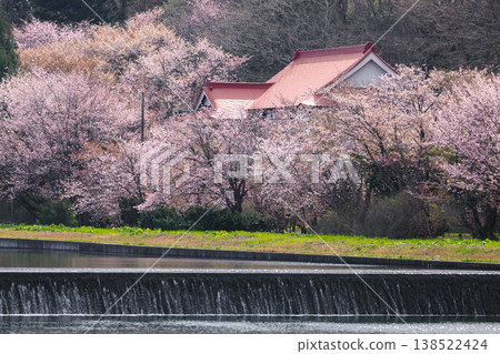 北海道惠庭市重森川沿岸的櫻花樹 [五月] 138522424