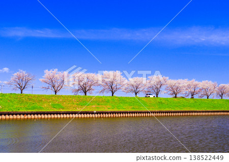 Cherry blossom Cherry blossom 138522449