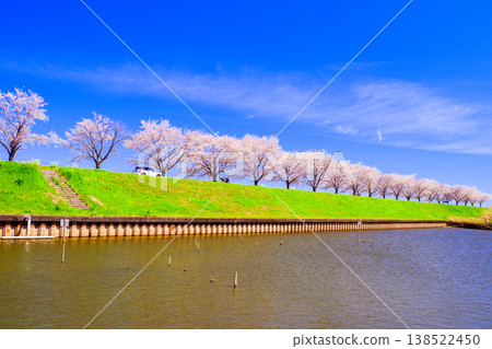 Cherry blossom trees in full bloom against the blue sky Cherry blossom trees in full bloom against the blue sky 138522450