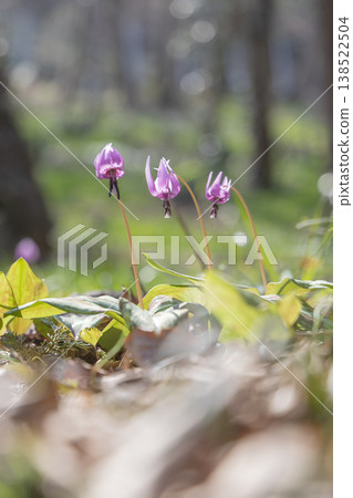 Dogtooth violets blooming at Katakuri Village, Manyo Natural Park, Sano City, Tochigi Prefecture 138522504