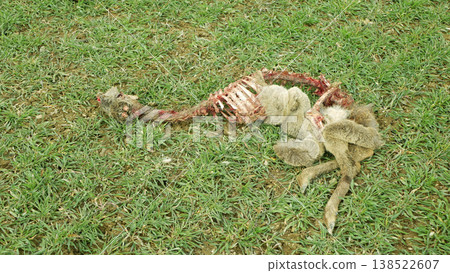 Carcass dead roe deer Capreolus capreolus hunter wolves Canis lupus prey wildlife skeleton perished remaining body killed hunt by other animal for feeding eating to survive like wolves lynxes human Carcass dead roe deer Capreolus capreolus hunter wolves Canis lupus prey wildlife skeleton perished remaining body killed hunt by other animal for feeding eating to survive like wolves lynxes human 138522607