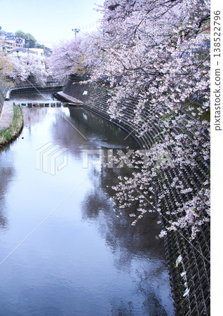 橫濱大岡川沿岸的櫻花樹 橫濱大岡川沿岸的櫻花樹 138522796