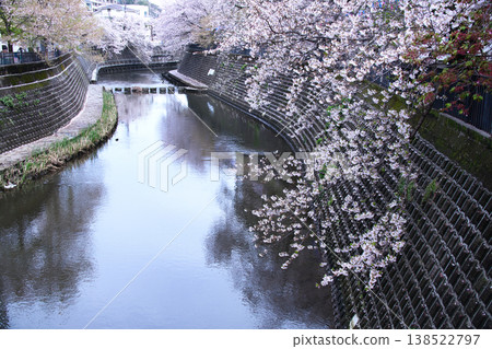 橫濱大岡川沿岸的櫻花樹 橫濱大岡川沿岸的櫻花樹 138522797