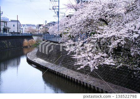 橫濱大岡川沿岸的櫻花樹 橫濱大岡川沿岸的櫻花樹 138522798