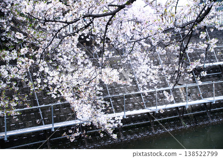 橫濱大岡川沿岸的櫻花樹 橫濱大岡川沿岸的櫻花樹 138522799