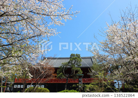 Shimizu Kannondo的櫻花 138522864