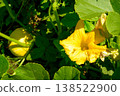 Close-up of a field pumpkin with flowers and fruits growing in a vegetable garden. 138522900