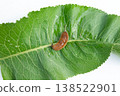 slug, arion vulgaris eating a lettuce leaf in the garden, snails damage leaves in the vegetable patch, pest on home-grown vegetables 138522901