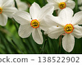 Blooming daffodils evoke feelings of fresh starts, springtime joy, and hopeful renewal 138522902