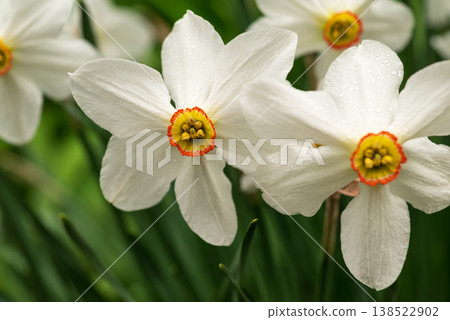 Blooming daffodils evoke feelings of fresh starts, springtime joy, and hopeful renewal 138522902