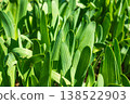 Sprouts of perennial bulb Allium nutans, growing in ground on a flower bed spring. 138522903