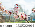 Macro photo of a blooming branch of an apricot tree in spring against a blue sky background. Fruit trees in agriculture 138522904
