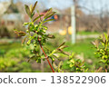 Close-up of honeysuckle flower buds blooming on bush branch in spring. 138522906