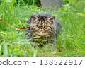 Cute brown striped cat exotic walks on a leash in the park on a summer day. Persian kitten on the green grass on a harness with a leash 138522917