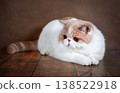 A beautiful exotic Shorthair cat lies on the brown background of the Studio. 138522918