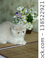 A beautiful red kitten of an exotic shorthair breed lies on the brown background of the house 138522921
