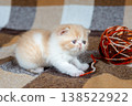 A small red Exotic Shorthair kitten plays with balls of thread. 138522922