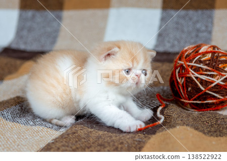 A small red Exotic Shorthair kitten plays with balls of thread. A small red Exotic Shorthair kitten plays with balls of thread. 138522922