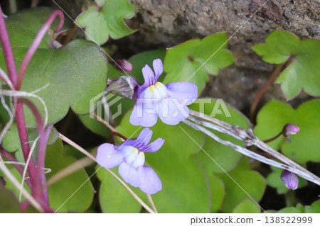 The small, pale purple flowers of the ivy-leaved toadflax bloom in the early spring garden. The small, pale purple flowers of the ivy-leaved toadflax bloom in the early spring garden. 138522999