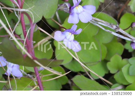 The small, pale purple flowers of the ivy-leaved toadflax bloom in the early spring garden. 138523000