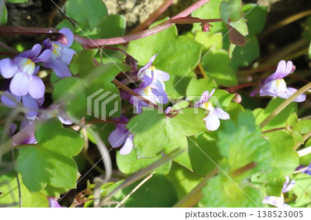 The small, pale purple flowers of the ivy-leaved toadflax bloom in the early spring garden. The small, pale purple flowers of the ivy-leaved toadflax bloom in the early spring garden. 138523005